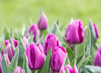 herrliche Tulpen in einem Park