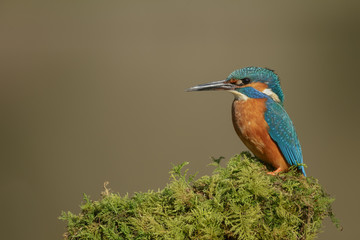 Kingfisher sitting comfortably