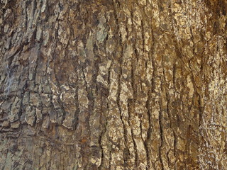 кора дерева  © Valentina A