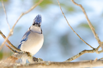 Blue Jay (Cyanocitta cristata) in early springtime, perched on a branch, looking at camera, observing and surveying his domain.