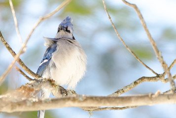Blue Jay (Cyanocitta cristata) in early springtime, perched on a branch, observing and surveying his domain.