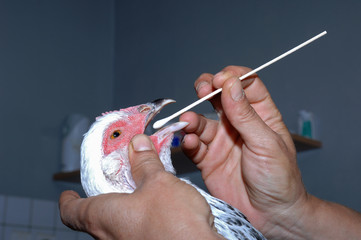 La consultation vétérinaire pour les pigeons, poules, oiseaux, est très importante pour la santé de cet animal et les basses cours.