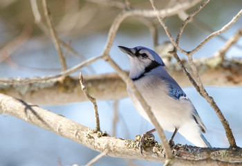 Blue Jay (Cyanocitta cristata) in early springtime, perched on a branch, observing and surveying his domain.