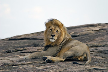 Lying on a rock lion in the Masai Mara Reserve in Kenya