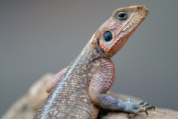 Lizards Agama Mwanza filmed in Kenya