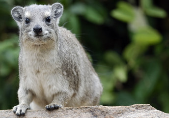 smiling African hyrax sitting on the stone