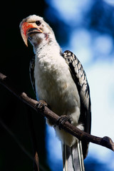 hornbill bird sitting on a branch shot in Africa