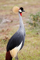 Crowned Crane standing in the grass shot in Kenya Africa