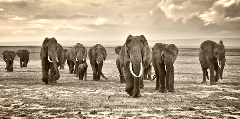 Papier Peint photo Éléphant Un troupeau d& 39 éléphants marche groupe sur la savane africaine dans les photos prises dans la réserve d& 39 Amboseli Afrique Kenya