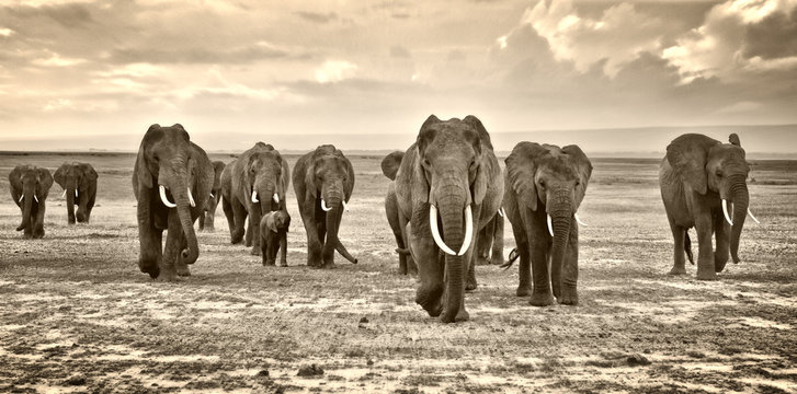 A herd of elephants walking group on the African savannah in the photos taken in the Amboseli reserve Kenya Africa