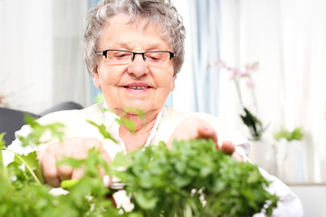 Uprawa ziół w domu. Starsza siwa kobieta przycina zielone pędy ziół.