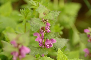 Taubnessel mit rosa Blüten, süß