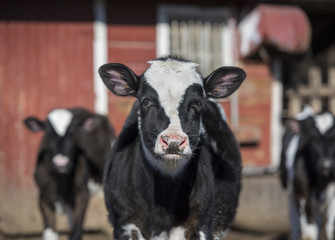 Holstein Calves in a Barnyard: A group of black and white Holstein caves in a sunny barnyard in Dutchess County, NY © brandtbolding