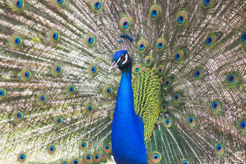 Naklejka premium Pavone con ruota aperta