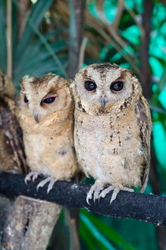 Close Up Of A Baby Tawny Owl