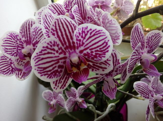 flower orchids