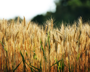 Wheat Field