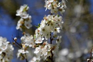 Blüten am Zweig