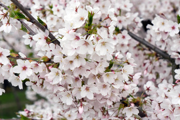 Kirschblüten / Kirschblüten auf einem Kirschbaum
