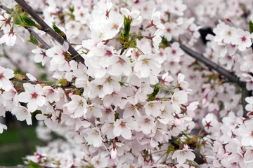 Foto auf Acrylglas Kirschblüte Kirschblüten / Kirschblüten auf einem Kirschbaum