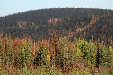 Verkohlte Fichtenwälder nach einem Waldbrand, Alaska