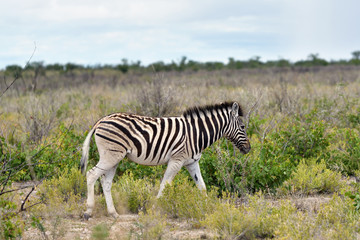 Fototapeta na wymiar Zebra in Etosha, Namibia