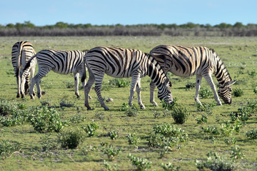 Zebras in Etosha, Namibia