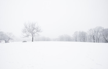 Nice winter scene