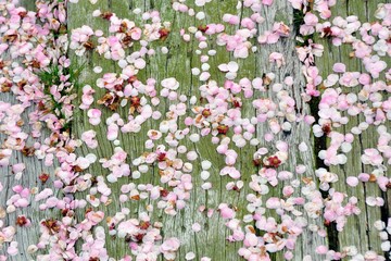 Cherry blossom petals on the wooden ground