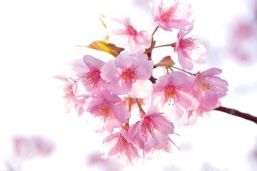 Bloom pink cherry blossom in front of white background