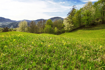 Spring green meadow landscape