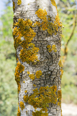 tree trunk with yellow moss