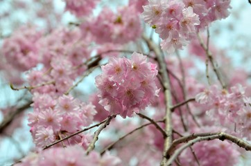 枝垂れ桜