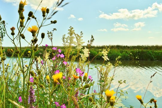 Riverbank flowers