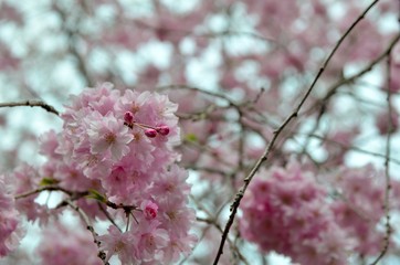 枝垂桜