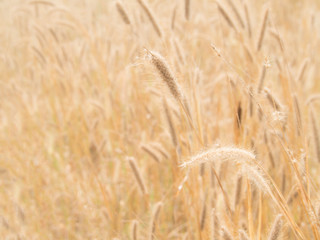 Golden grass flower (Feather Grass) with sunlight