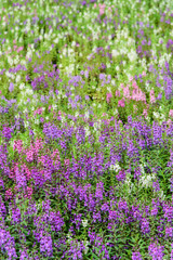 Obraz premium Forget-me-not flowers