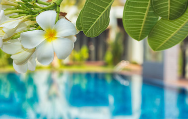 frangipani tree against swimming pool