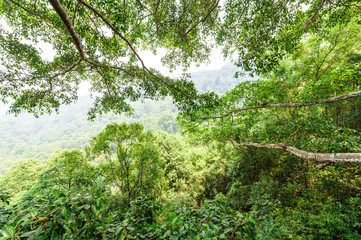 Obraz premium green forest background in a sunny day