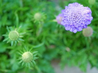 Sukabiosa blue balloon