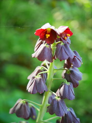 Furichiraria Perushika