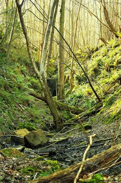 A sunny woodland valley