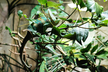yemen chameleon (Chamaeleonidae) hiding on a tree