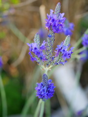 Race lavender