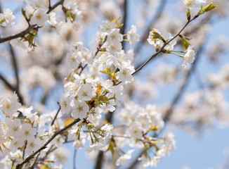 sakura