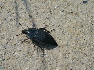 Oohirata carrion beetle