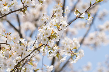 sakura