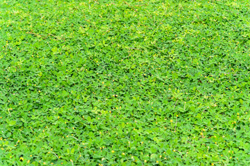 Green leaves pattern