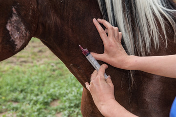 Fototapeta premium traitement préventif et suivis sanitaire du cheval par le vétérinaire.