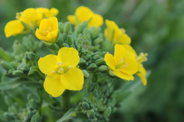 Fototapeta premium 菜の花